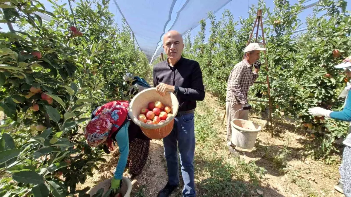 Karaman\'da Erkenci Elma Hasadı Başladı