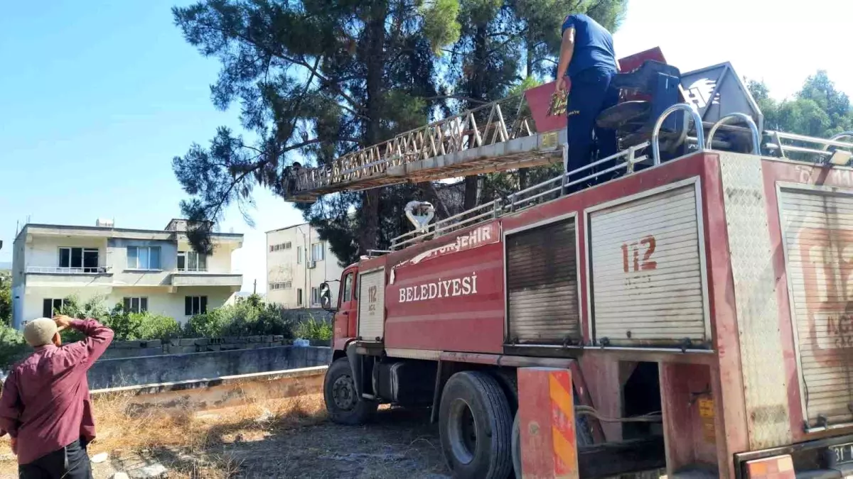 Hatay\'da Mahsur Kalan Papağan İtfaiye Tarafından Kurtarıldı