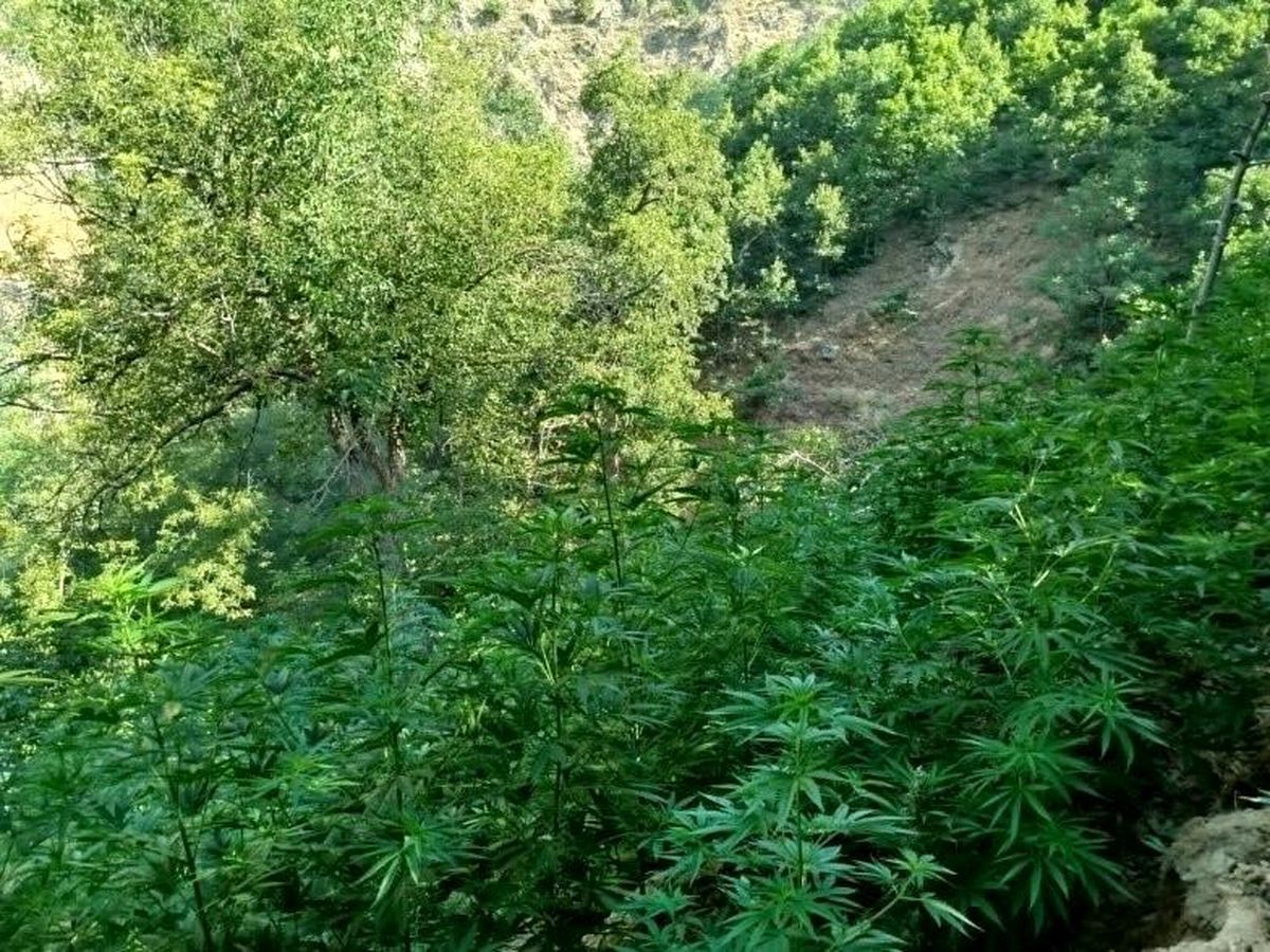 Bingöl\'de 18 Bin 788 Kök Kenevir Bitkisi Ele Geçirildi