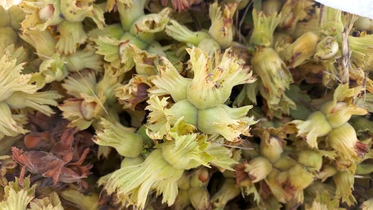 Düzce\'den Avrupa Birliği ülkelerine 7 bin 47 ton fındık ihraç edildi