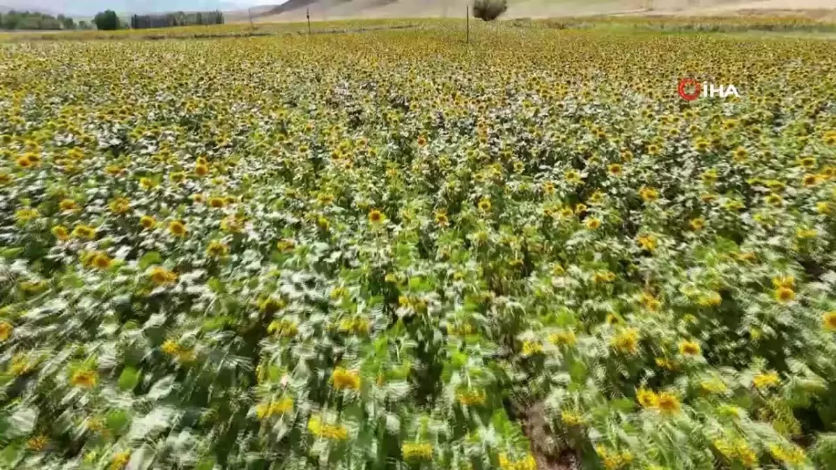 Erzincan\'da Ayçiçeği Tarlaları Göz Kamaştırıyor