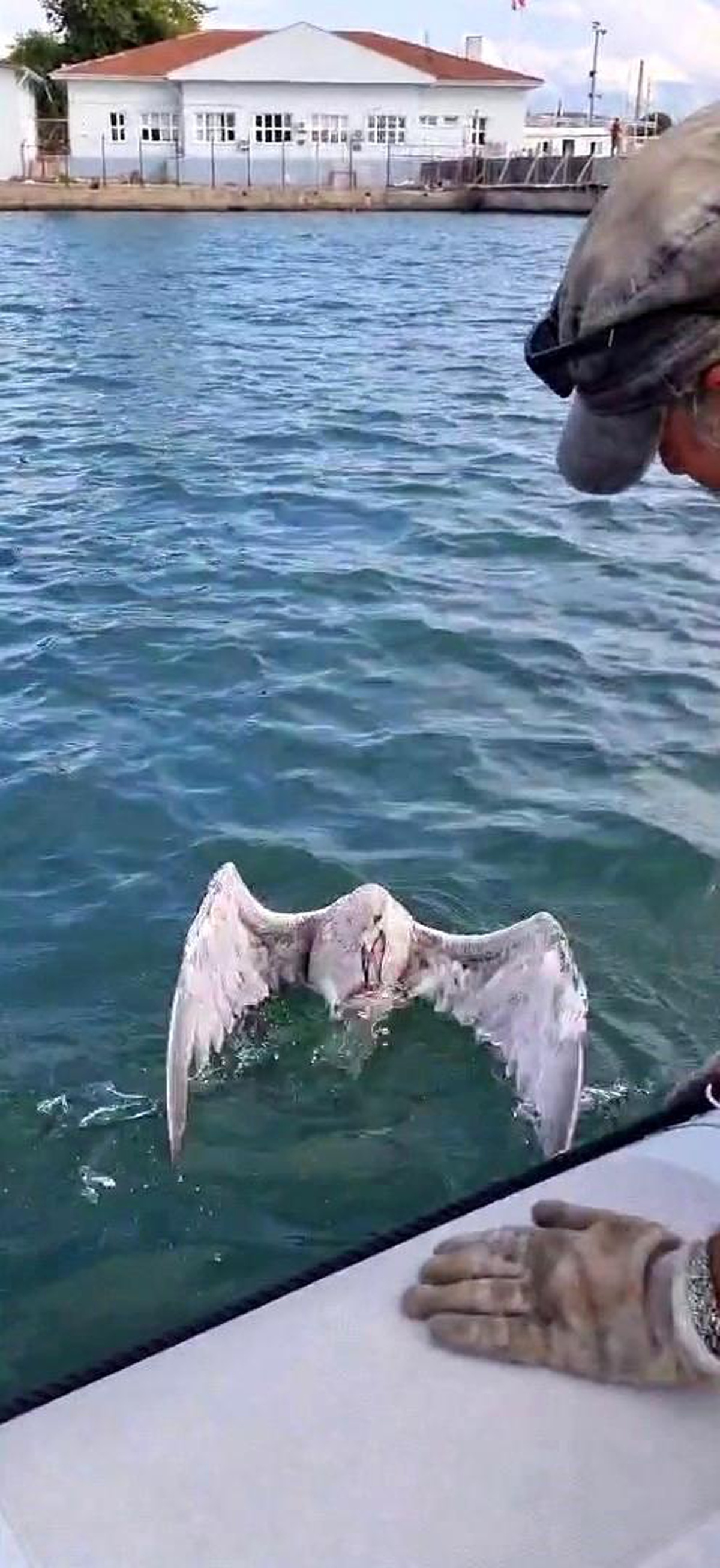 Yelken Kulübü, Misina Dolanan Martıyı Kurtardı