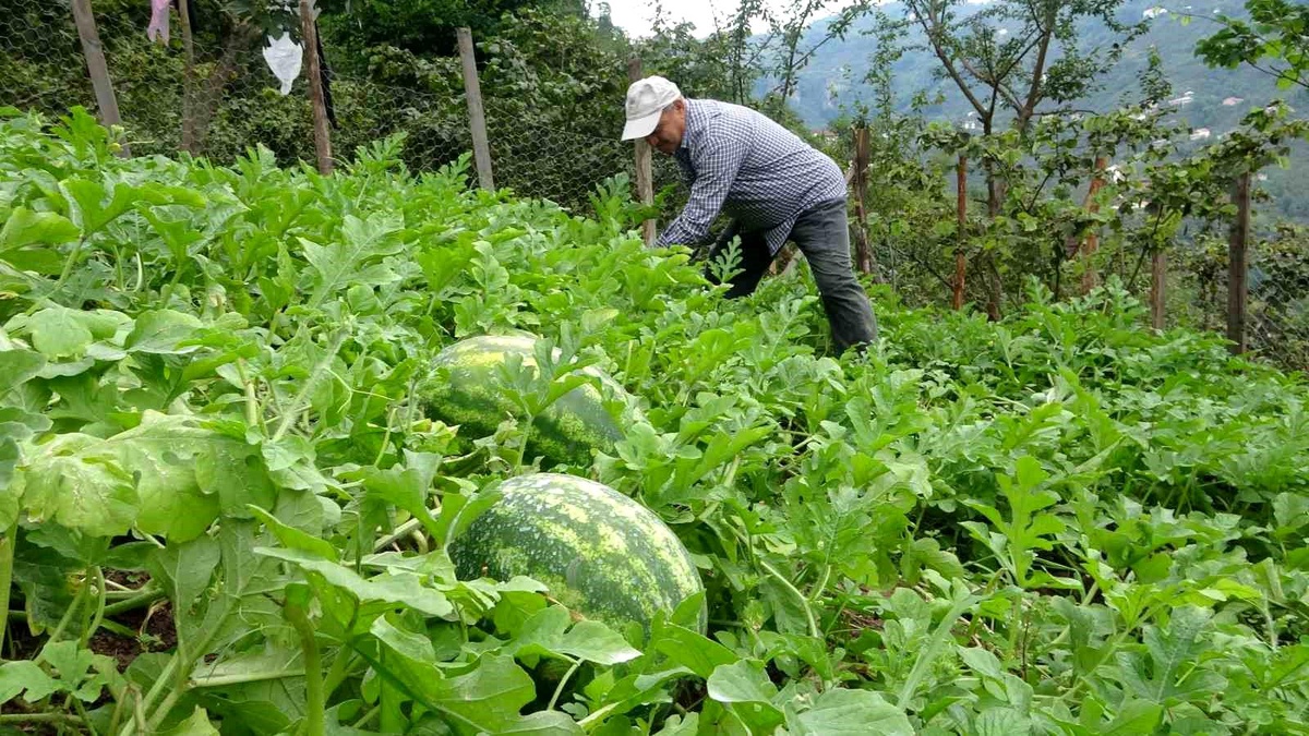 Giresun\'da Fındık Üreticisi Karpuz Yetiştiriciliğine Başladı