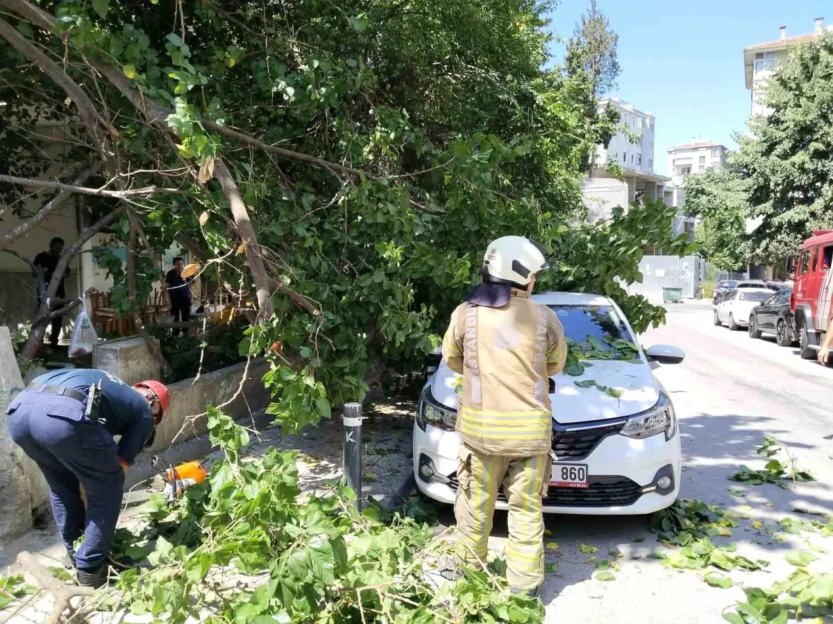 Kadıköy\'de ağaç dalları otomobilin üzerine devrildi