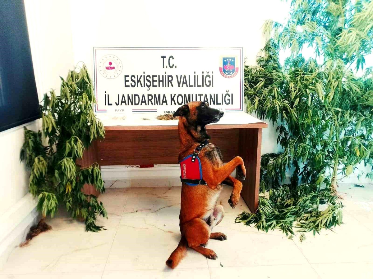 Eskişehir\'de Kenevir Bitkisi Yetiştiren Şahsın Evine Operasyon