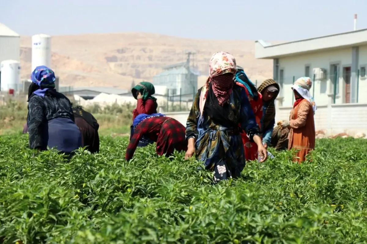 Şanlıurfa\'da Kadınlar Biber Hasadına Başladı