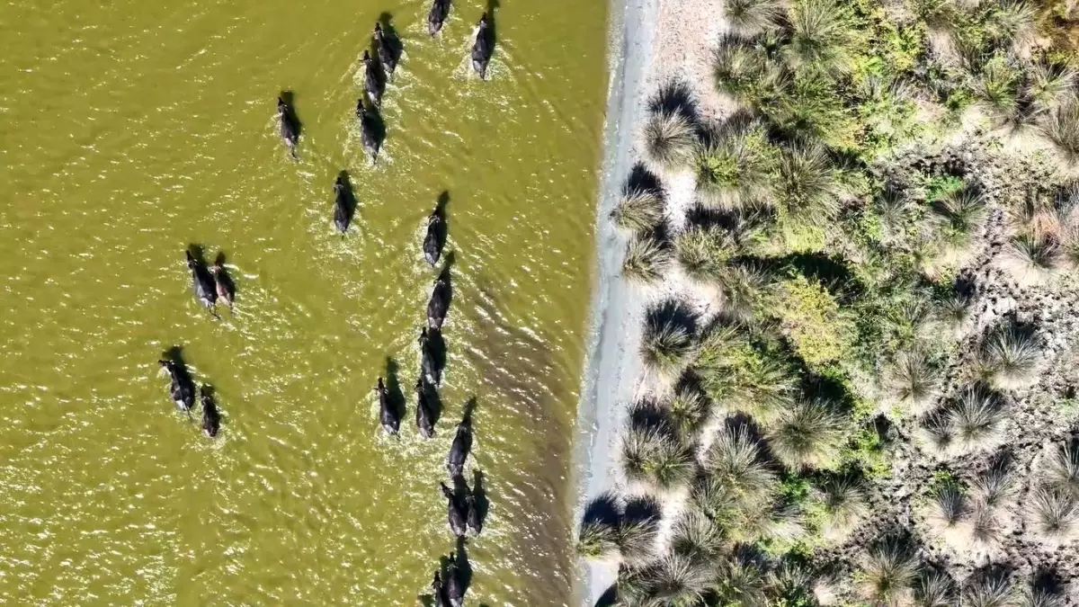 Türkiye\'deki Manda Sayısı Azalıyor