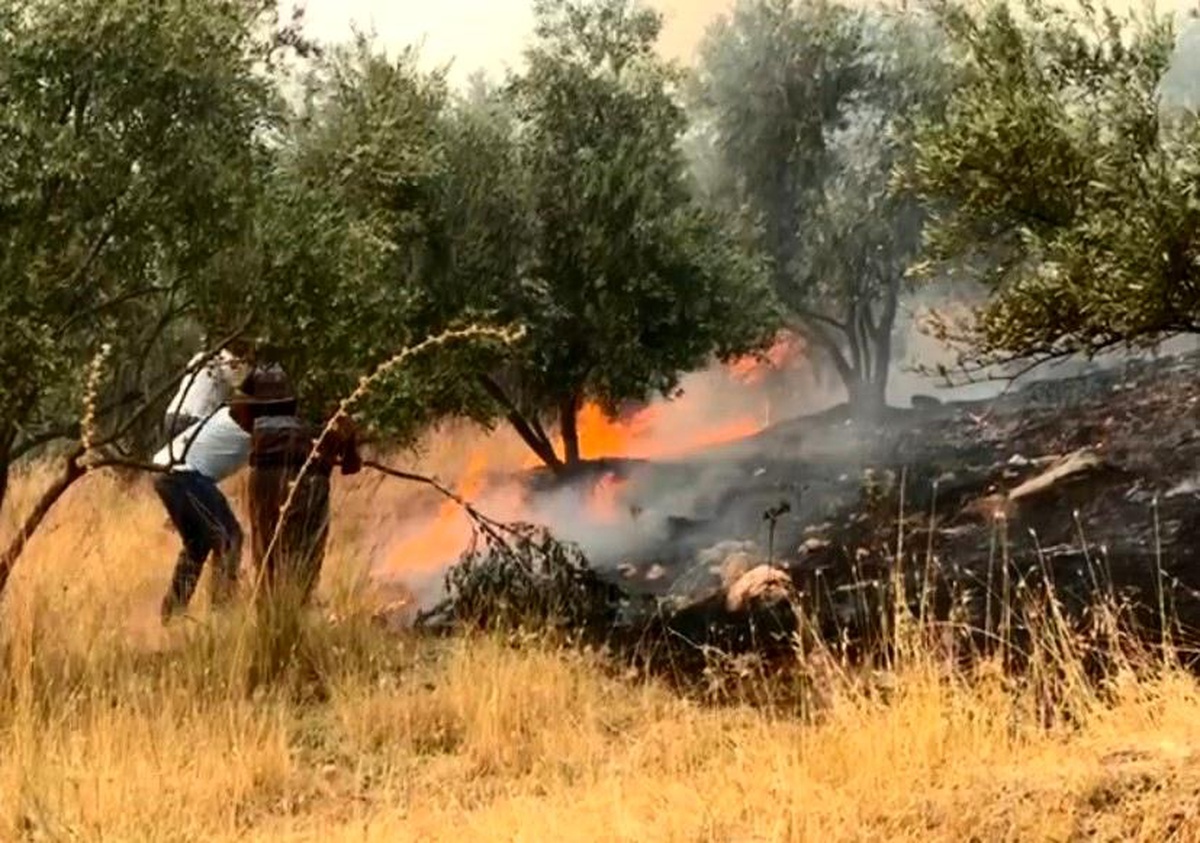 Aydın\'da çıkan yangın havadan ve karadan müdahale ile söndürülmeye çalışılıyor