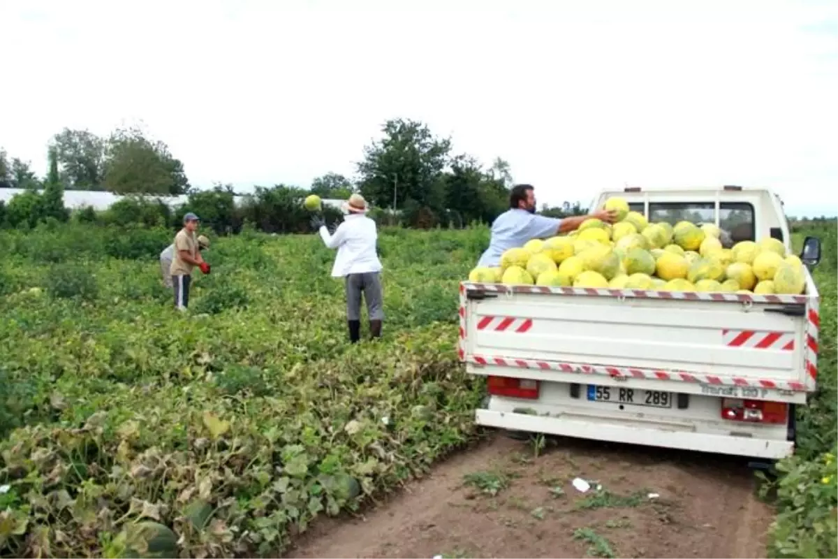 Samsun\'da Süheyla kavunu hasadı başladı