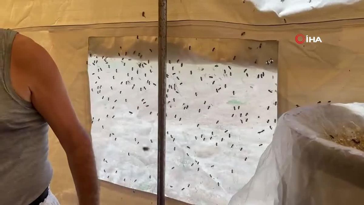 Cilo Dağı\'nın eteklerinde bal bereketi: Kovan kovan bal sağımı başladı