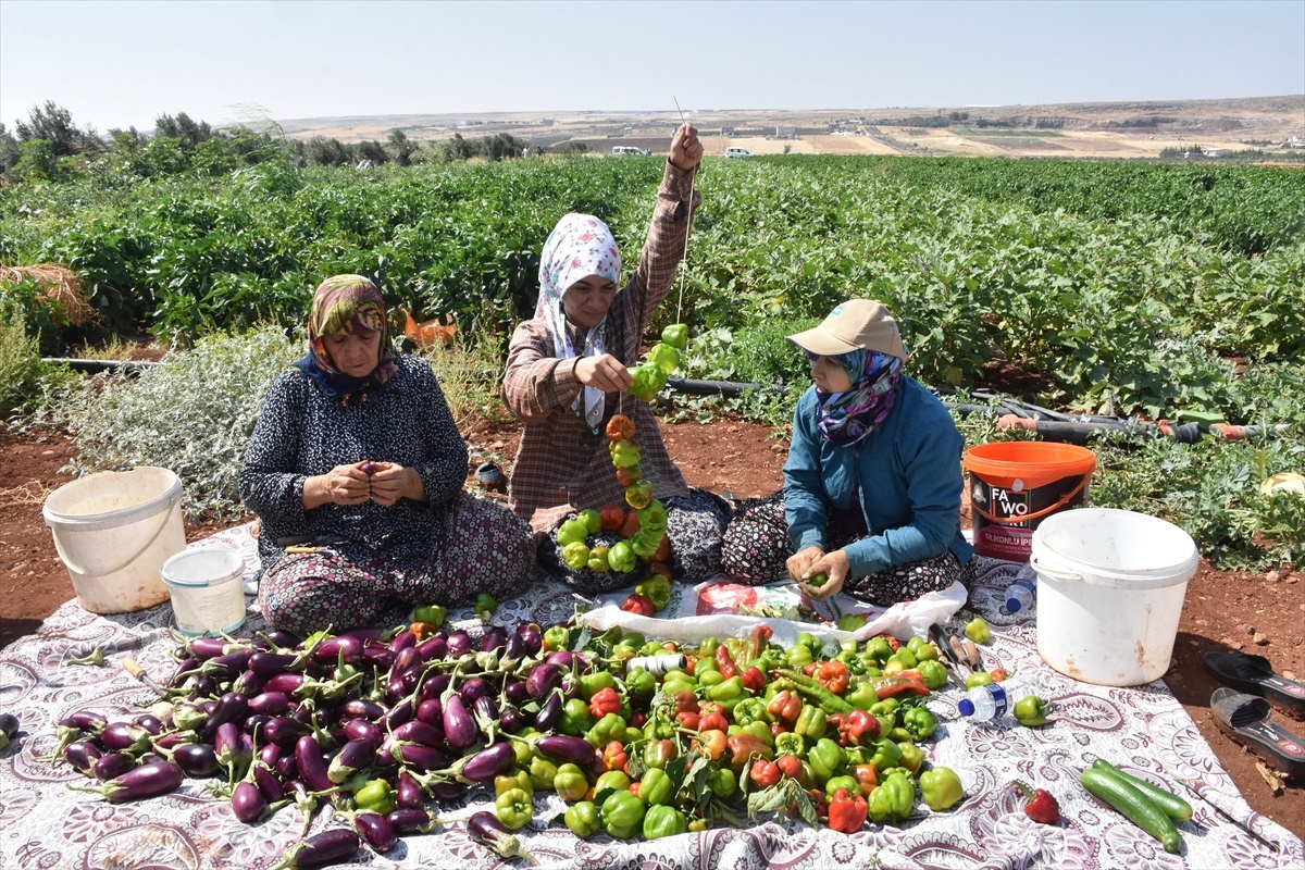 Gaziantep\'te Kadın Çiftçilerden Kurutmalık Hasadı