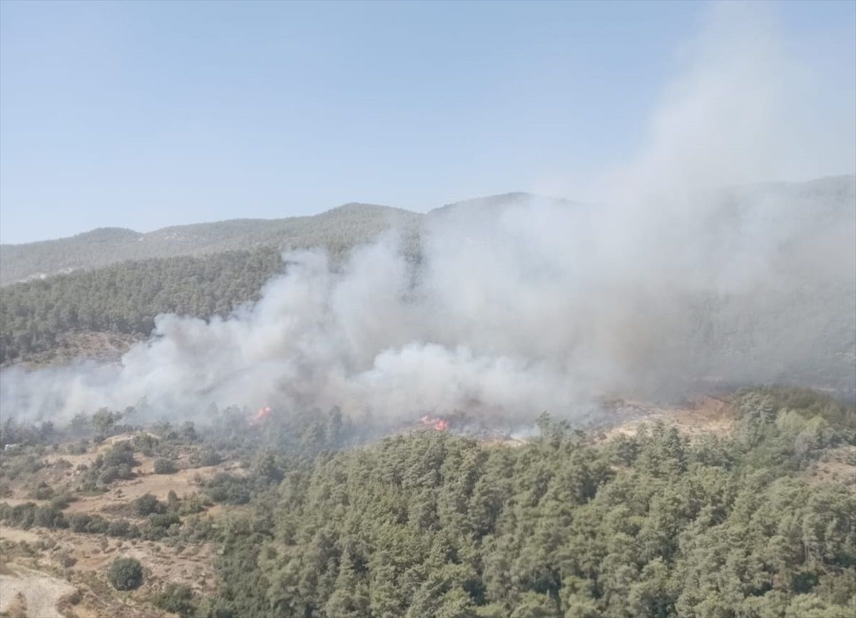 Muğla\'nın Milas ilçesinde orman yangını çıktı