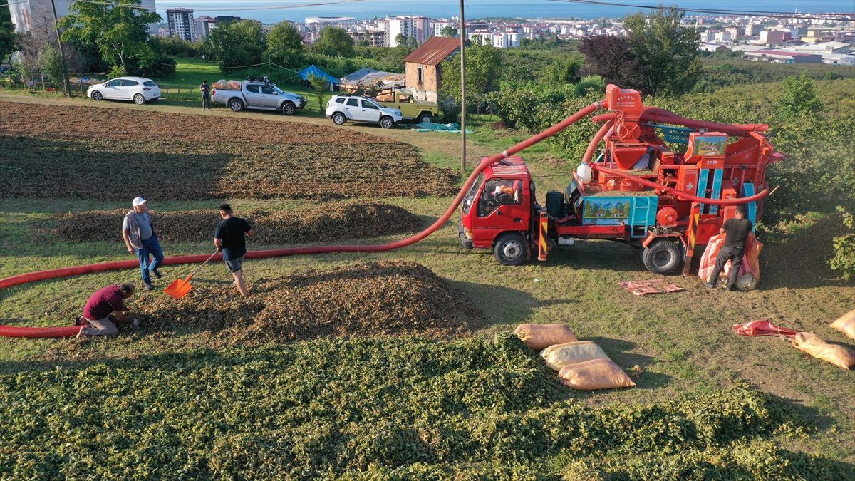 Ordu\'da fındık hasadı tamamlandı, üreticiler ürünü patoza verdi