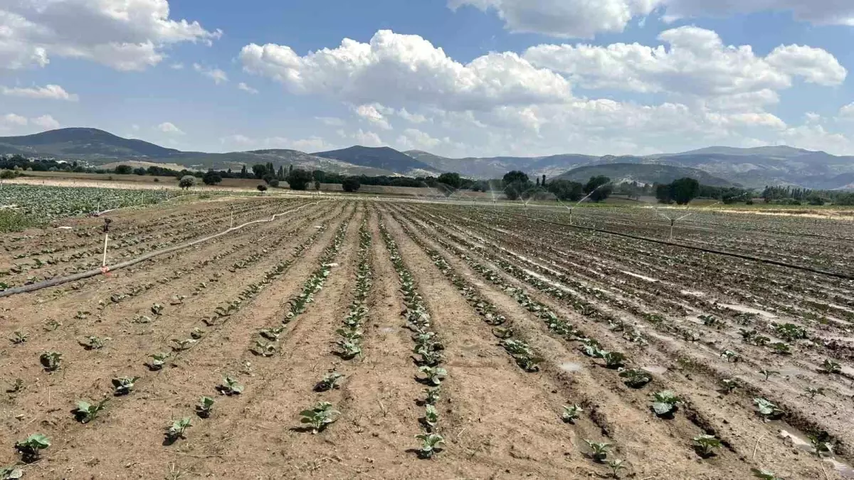 Afyonkarahisar\'da Brokoli Üretimi Artıyor