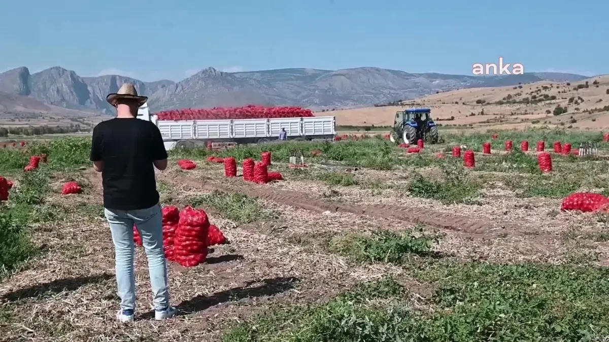 Yozgat\'ta Soğan Üreticileri Fiyatların Geride Kalmasından Şikayetçi