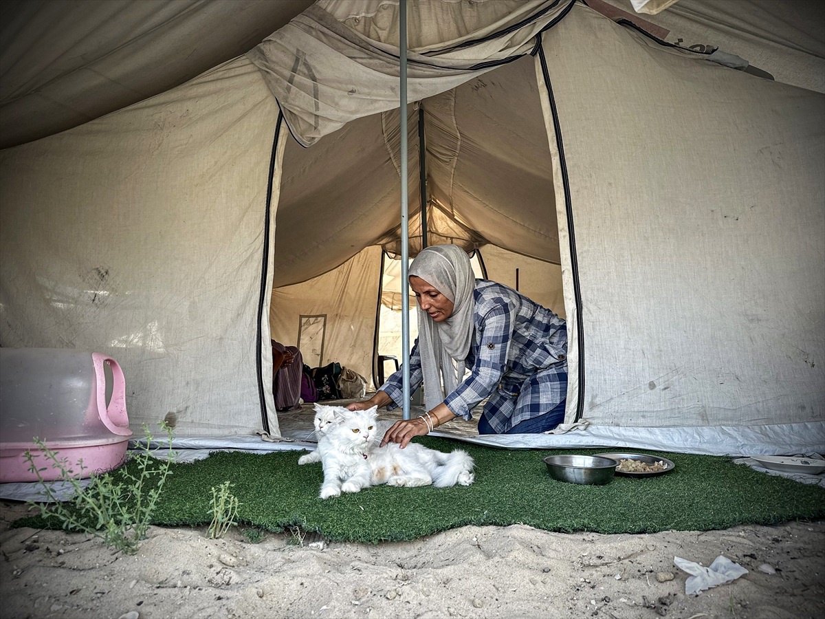 Gazze\'de evini kaybeden Filistinli kadın, sahiplendiği kedilerini yanından ayırmıyor