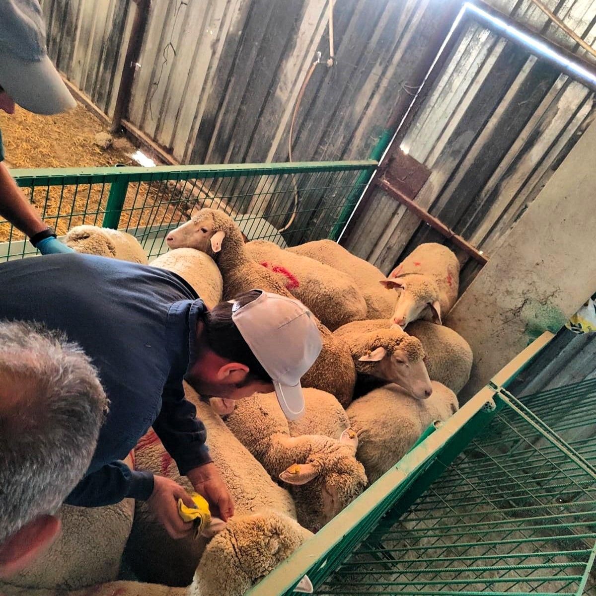 Kırklareli\'nde 113 kaçak küçükbaş hayvan yakalandı
