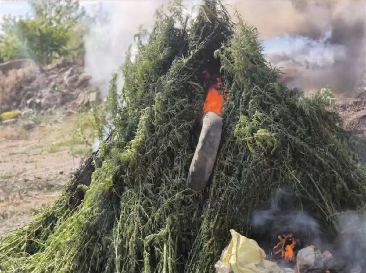 Babaeski\'de Ayçiçeği Tarlasında 575 Bin 541 Kök Hint Keneviri Ele Geçirildi