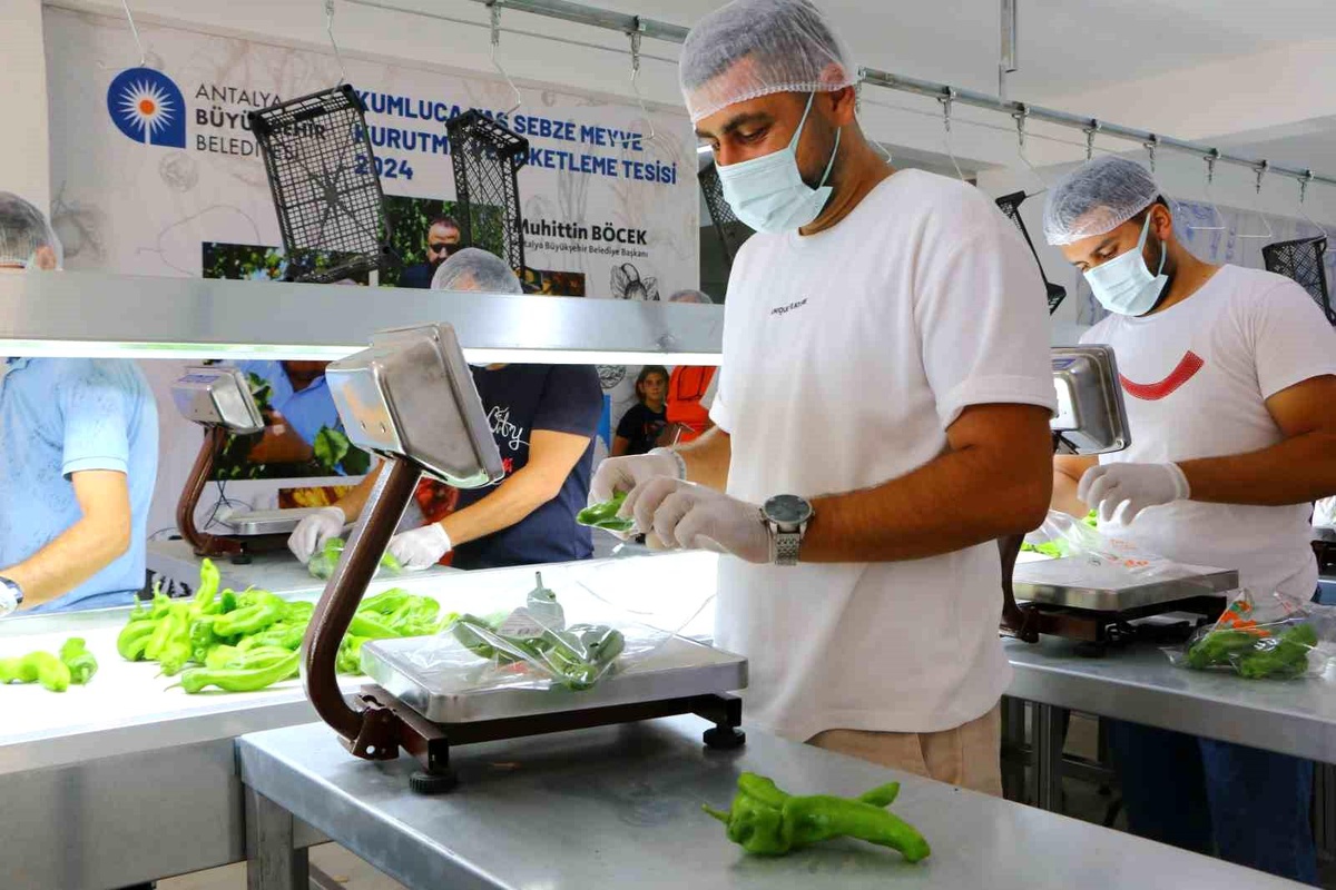 Antalya Büyükşehir Belediyesi Kumluca\'da Yaş Sebze Meyve Kurutma ve Paketleme Tesisi Faaliyetlerini Sürdürüyor
