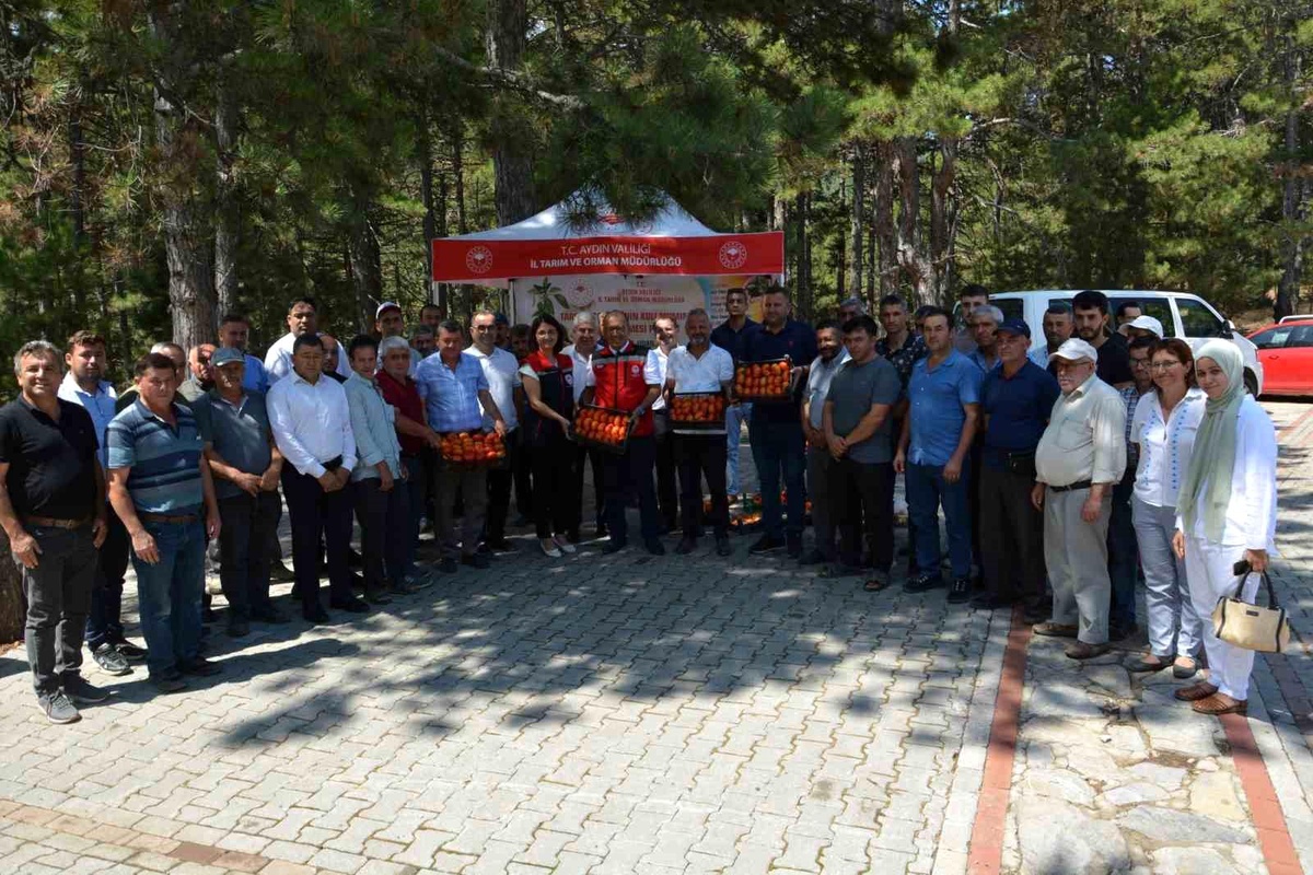 Aydın\'da geçici domates hasat töreni düzenlendi