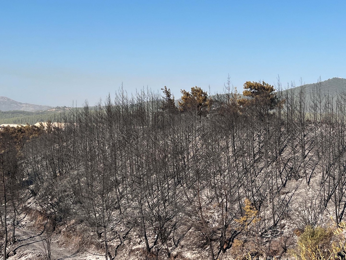 Muğla\'da çıkan orman yangını kontrol altına alındı