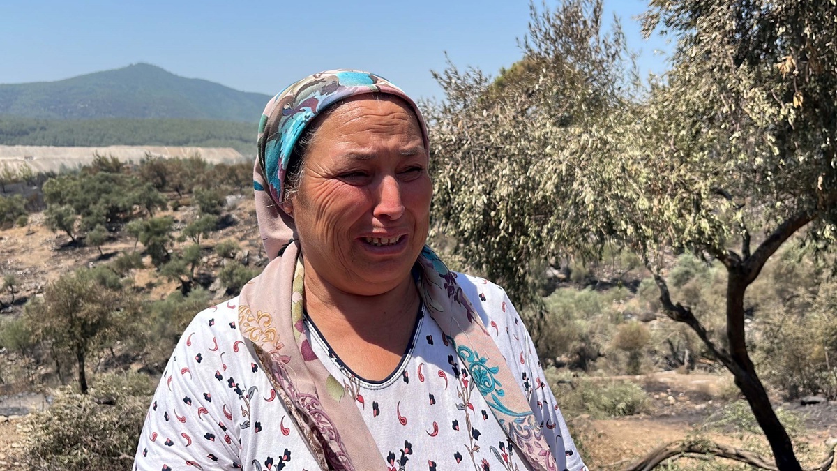 Muğla\'da çıkan yangında zeytinlikler zarar gördü