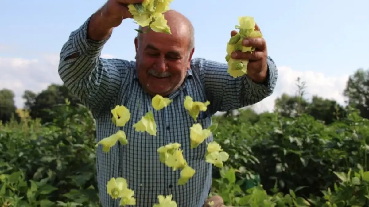 \'Sarı altın\' için hasat başladı! Bu yıl kilosu 1000 TL\'den alıcı buluyor