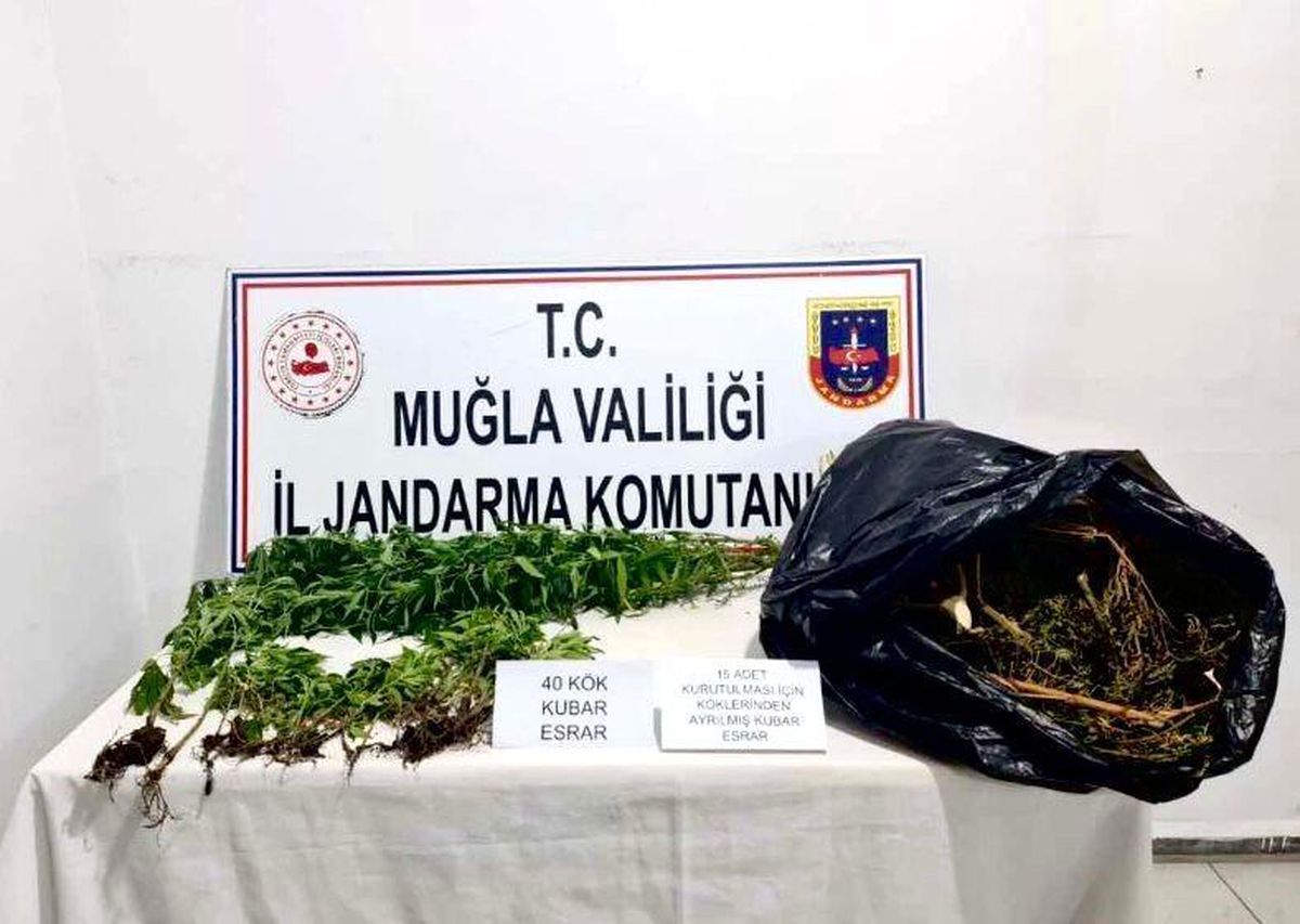 Muğla\'da Kenevir ve Esrar Operasyonu