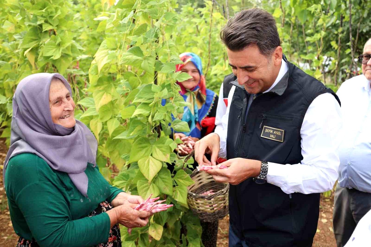 Bilecik\'te Barbunya Hasadı Etkinliği