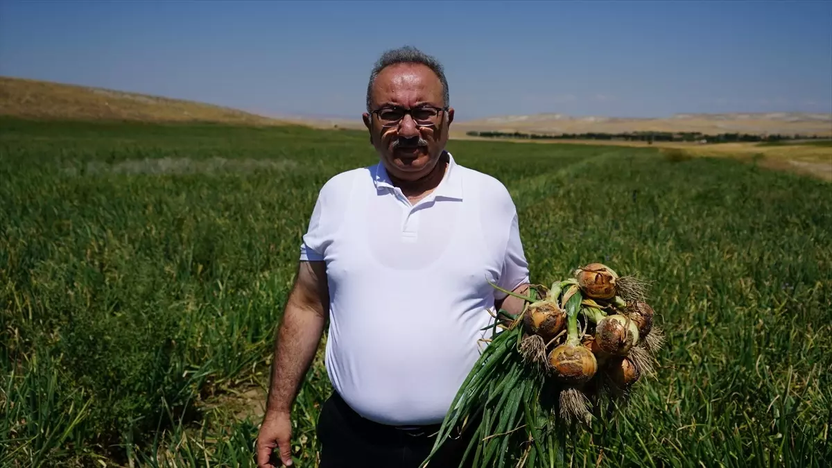 Polatlı Soğan Üreticileri Birliği Başkanı: Bu Yıl Soğan Rekoltesi 500 Bin Ton Olacak
