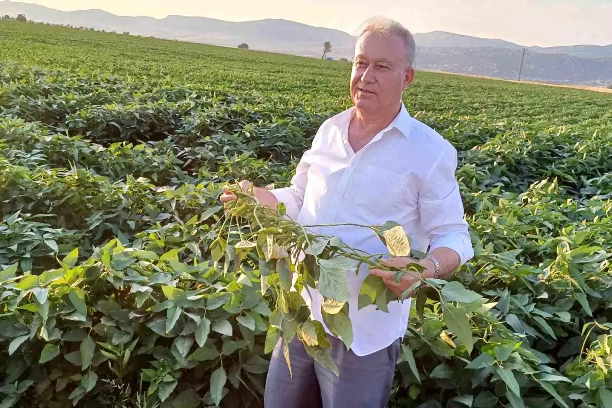 Gaziantep\'te çiftçiler alternatif ürün olarak soya ekimine başladı