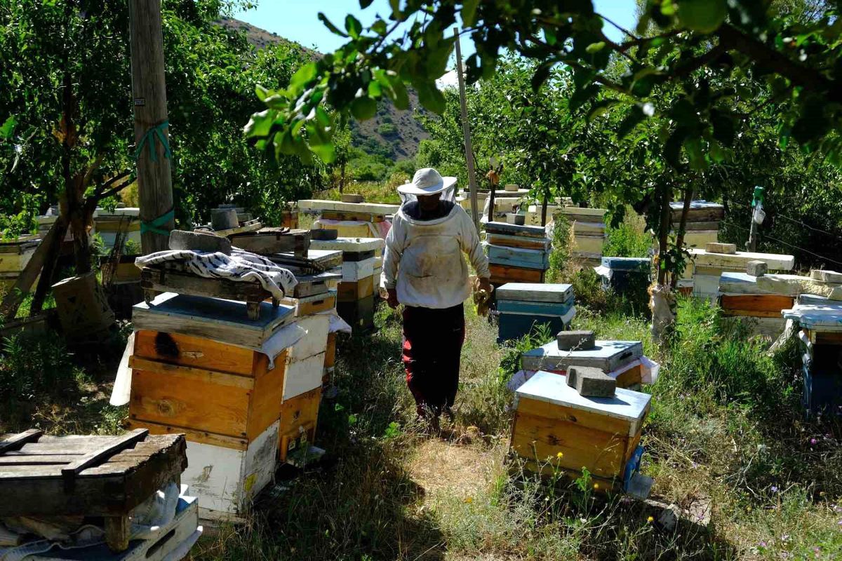 Erzincan\'da Arıcılar Bal Hasadı İçin Gün Sayıyor