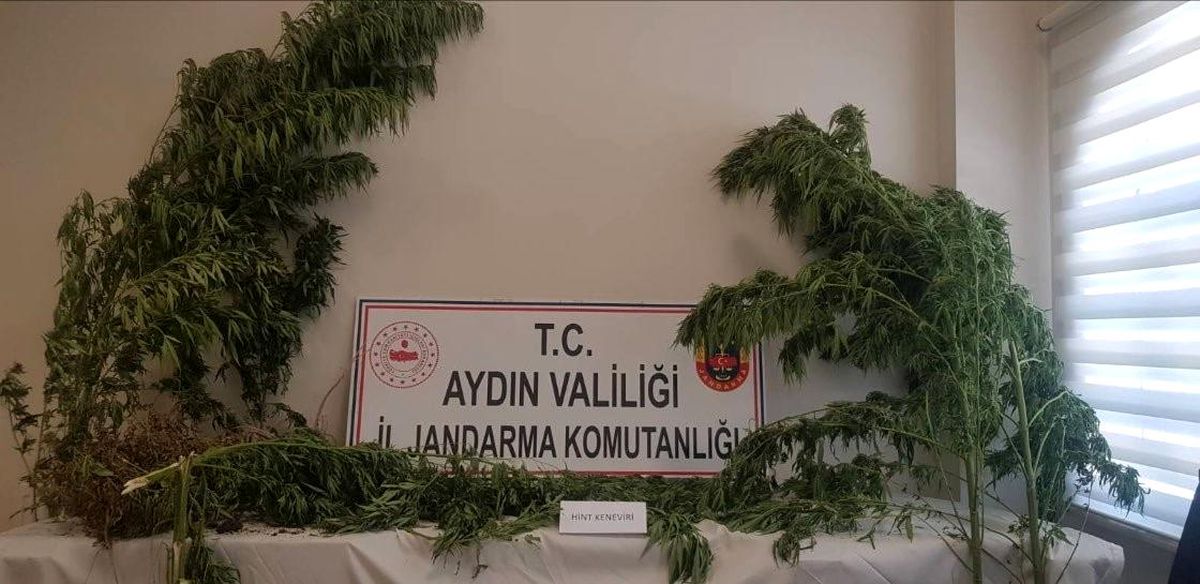 Aydın\'da 44 Kök Kenevir Bitkisi Ele Geçirildi