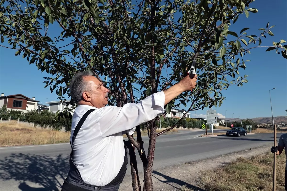 Talas Belediye Başkanı Mustafa Yalçın, kırsal mahallelerde ağaç bakımı yapıyor