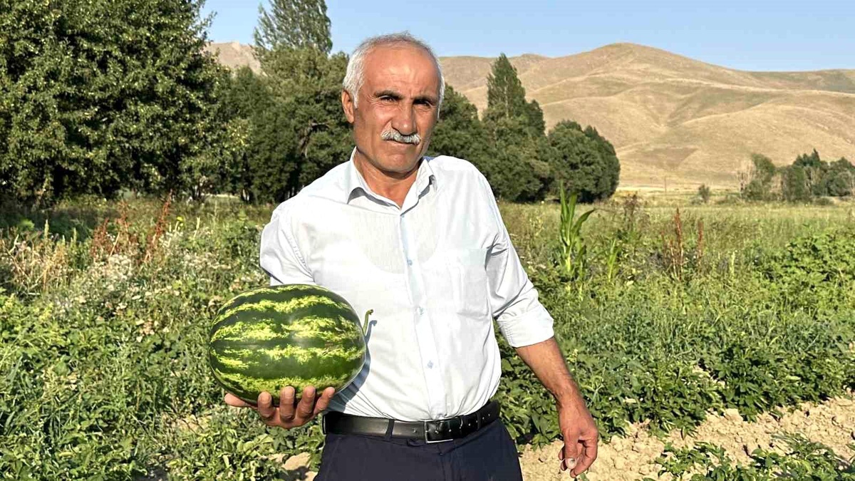 Yüksekova\'da yetiştirilen karpuzlar Diyarbakır\'a rakip oldu