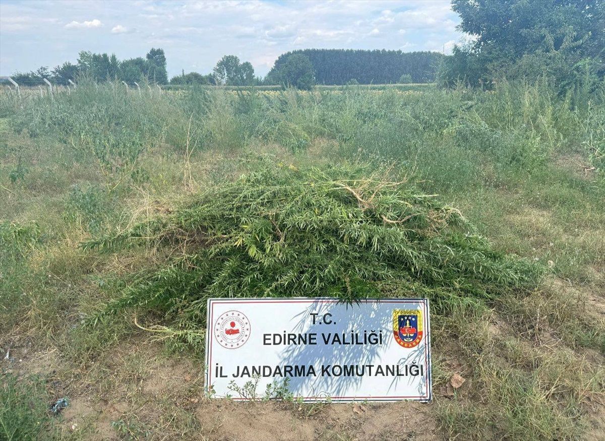 Edirne\'de 3 Bin Kök Hint Keneviri Ele Geçirildi