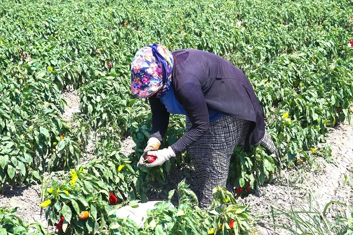 Hatay\'da Kapya Biber Hasat Mesaisi Başladı