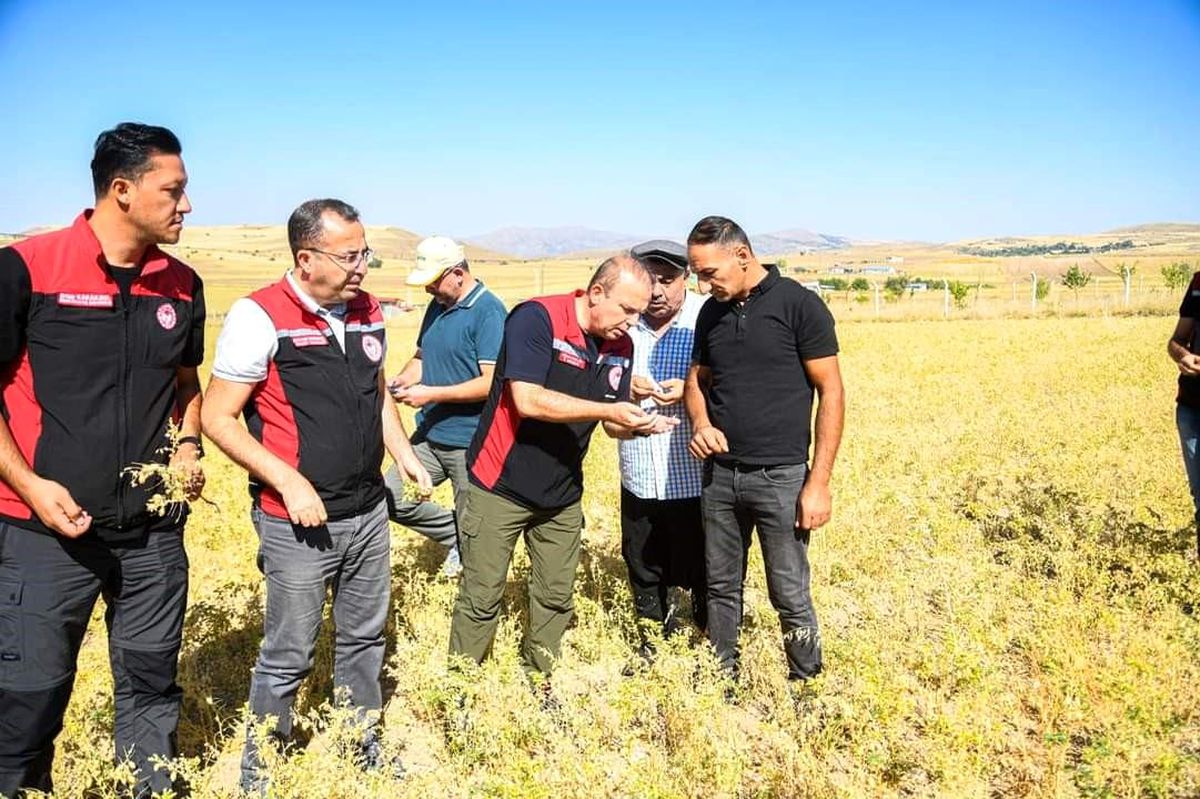 Kayseri İl Tarım ve Orman Müdürü Bülent Saklav, çiftçilerle hasat yaptı