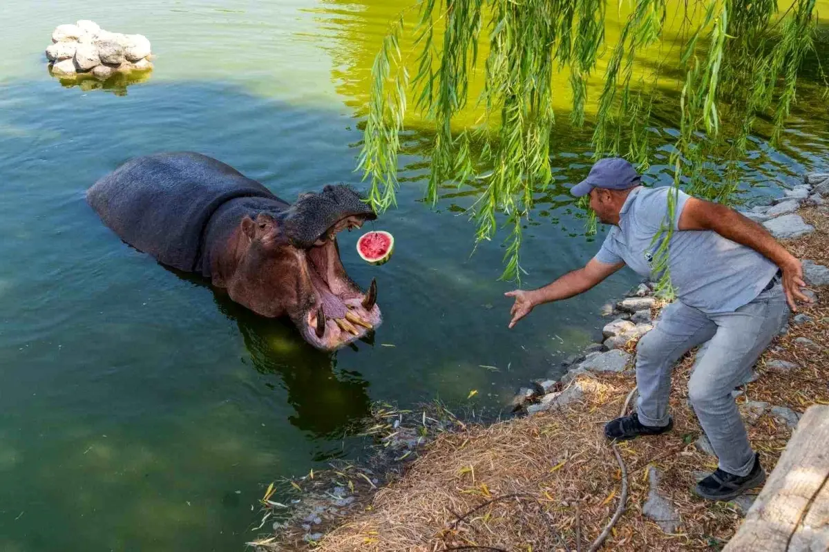 İzmirli çiftçi, tarlada kalan karpuzları hayvanlara bağışladı