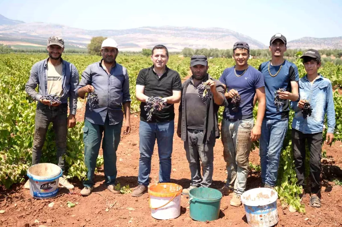 Kilis Horoz Karası Üzüm Hasadına Başlandı