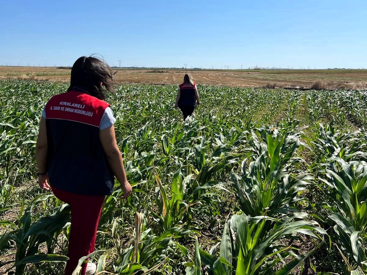 Kırklareli\'nde yerli mısır çeşitlerinin gelişimi incelendi