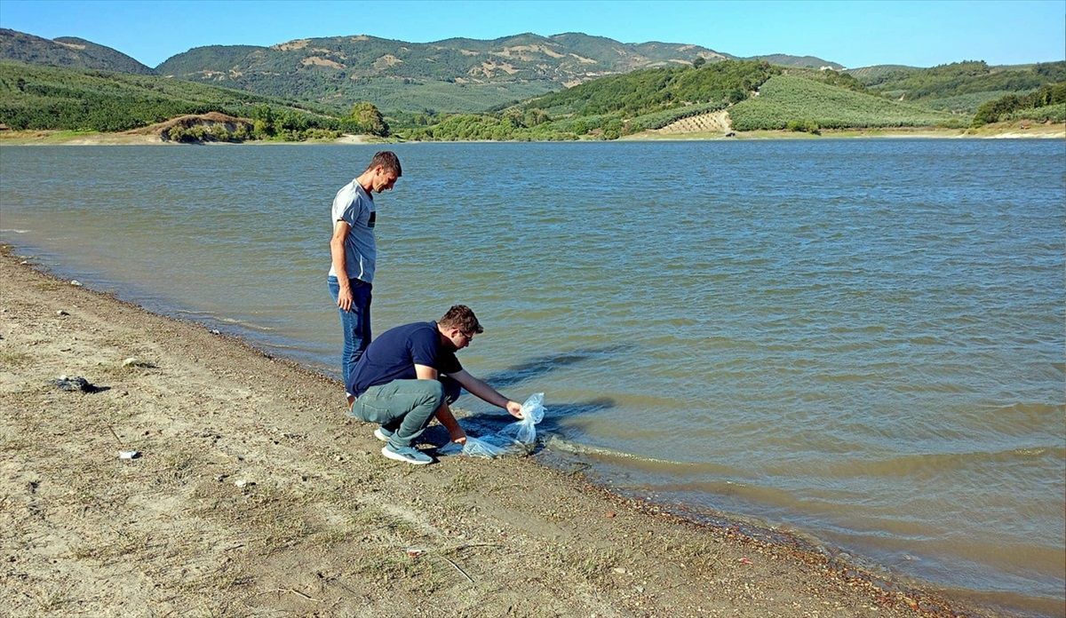 Mudanya\'da Göletlere Sazan Yavrusu Bırakıldı