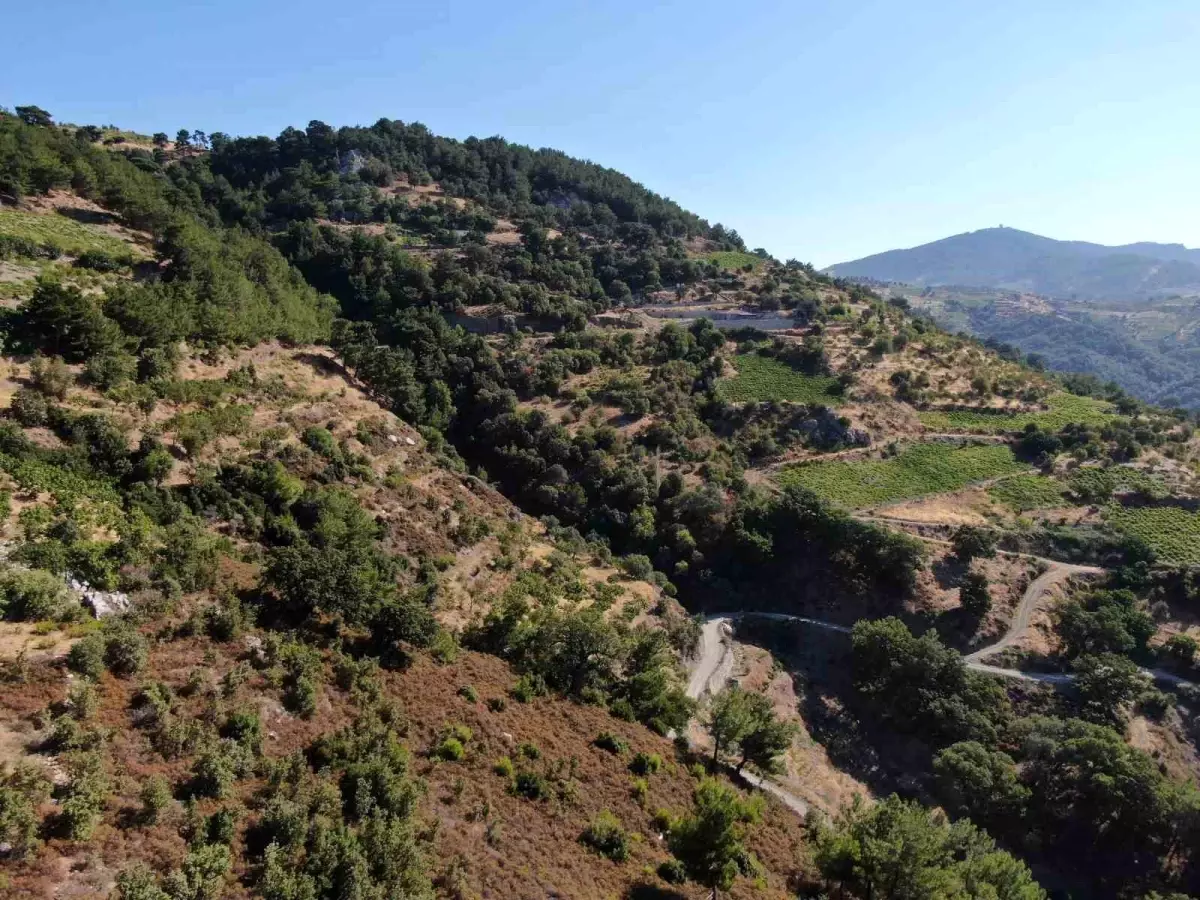 İzmir\'de Bardacık inciri hasadı erken başladı