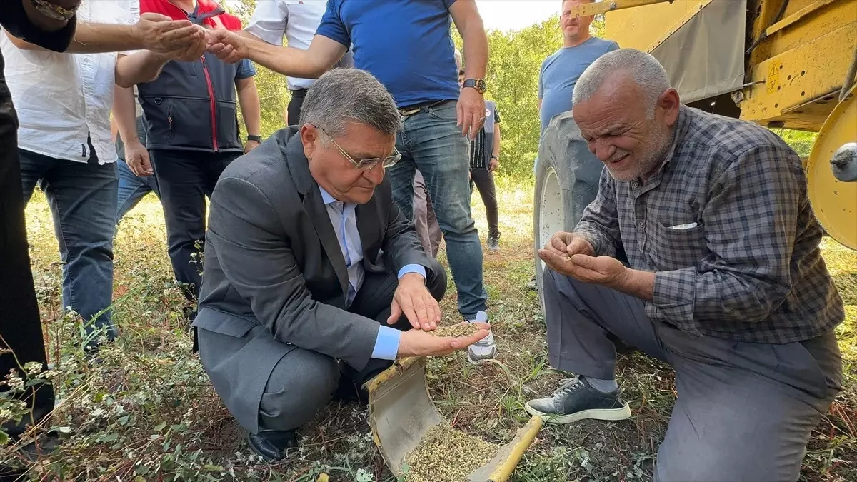 Sinop\'ta Karabuğday Üretiminin İlk Hasadı Yapıldı