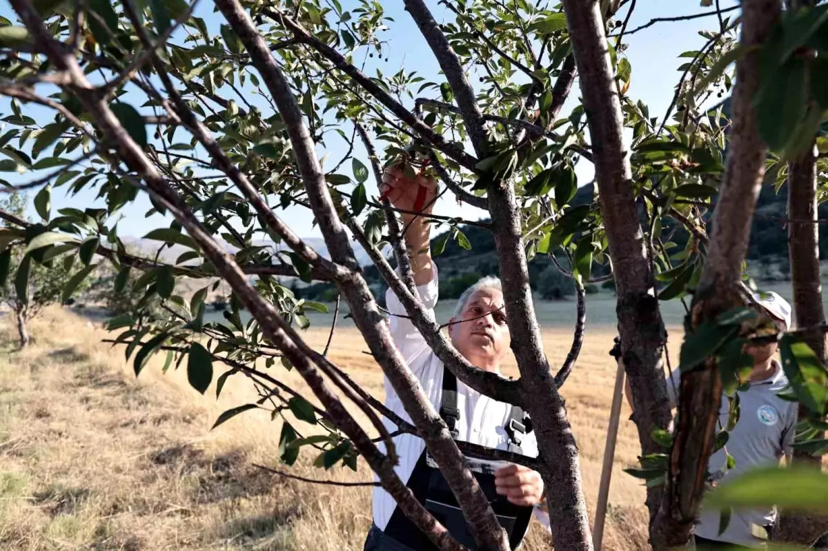 Talas Belediye Başkanı Mustafa Yalçın, Kırsal Mahallelerde Ağaç Bakımı Yaptı