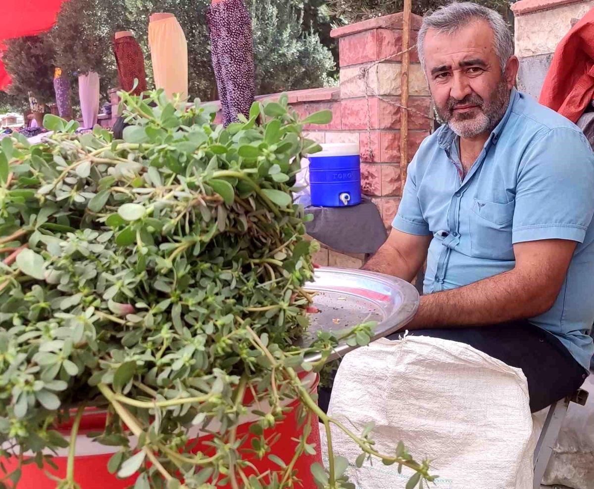 Kahramanmaraş\'ta Semiz Otu İle Ev Ekonomisi