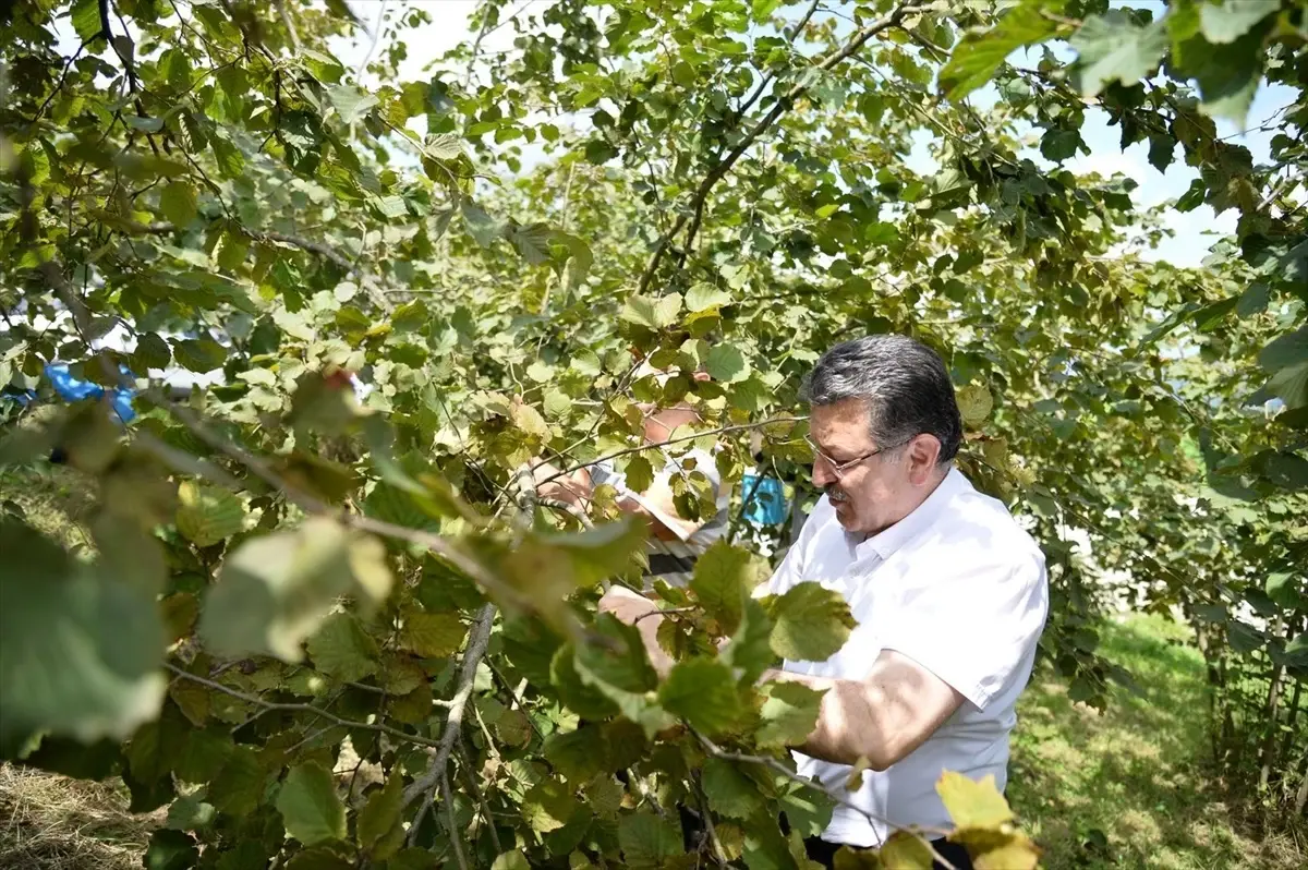 Trabzon Büyükşehir Belediye Başkanı Ahmet Metin Genç, fındık hasadında üreticilerle bir araya geldi