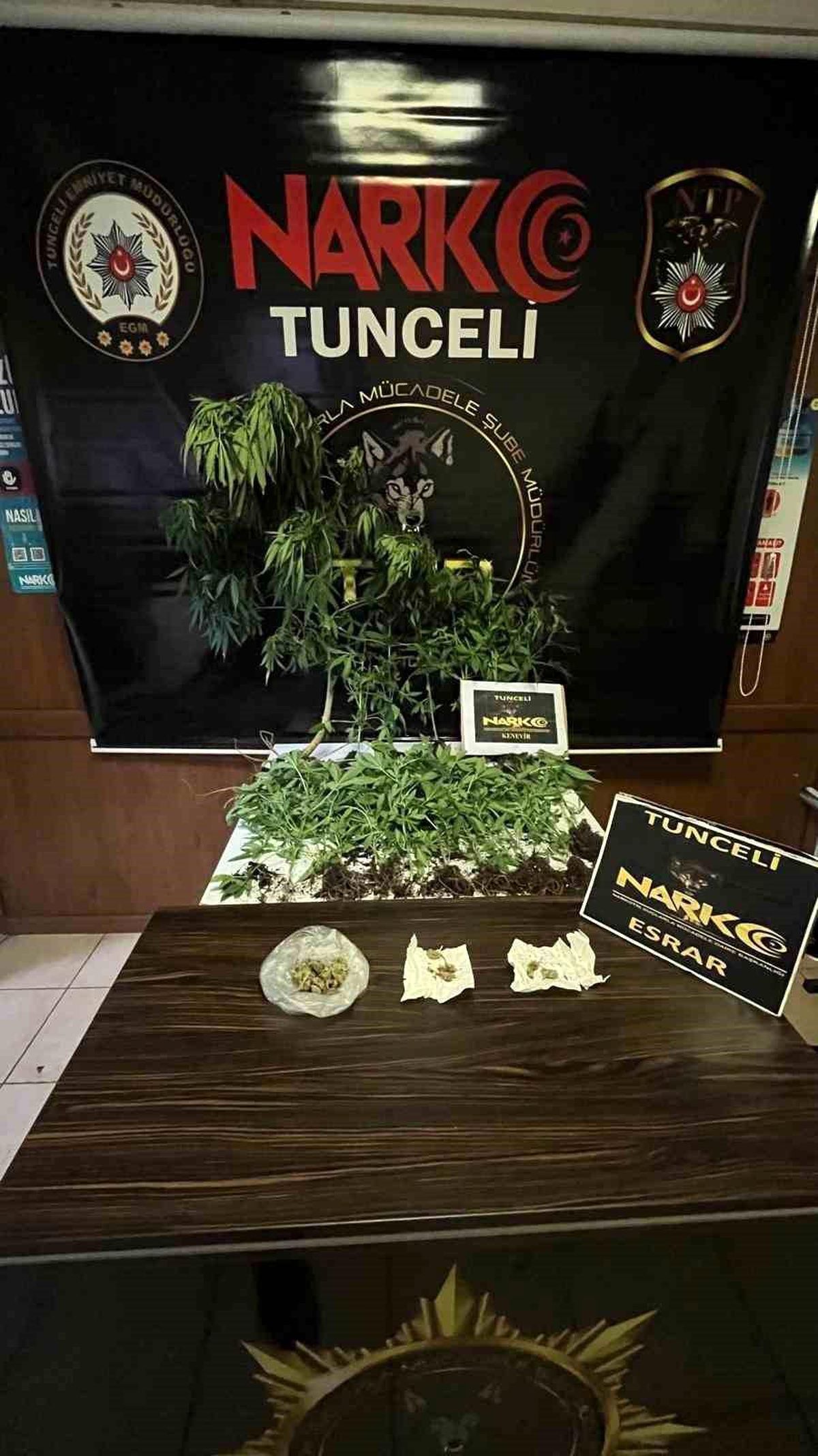 Tunceli\'de Uyuşturucu Satıcılarına Operasyon: Sera İçinde Kenevir Yetiştiriliyordu
