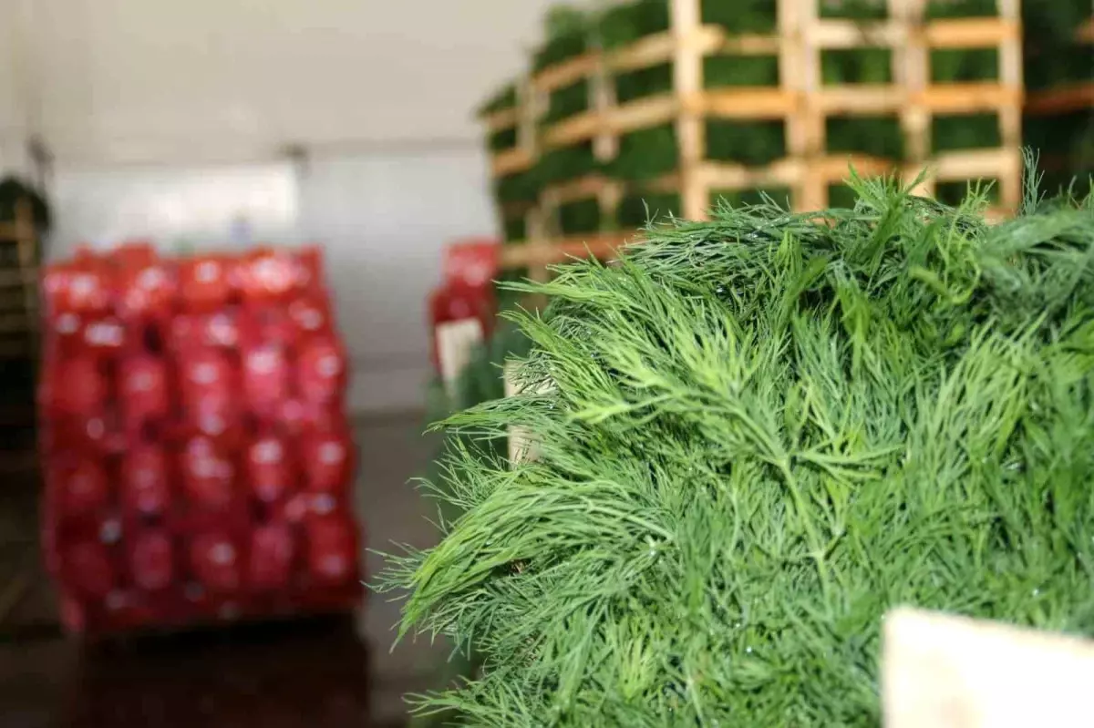 Eskişehirli Sebze Üreticileri Romanya ve Ukrayna\'ya İhracat Yaptı