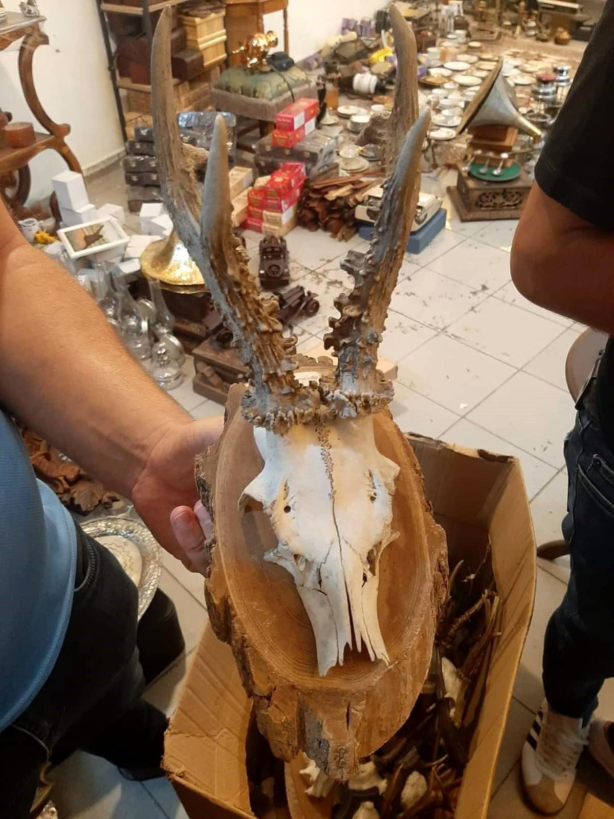 Kahramanmaraş\'ta yaban hayvanlarına ait boynuz ve kafatasları ele geçirildi